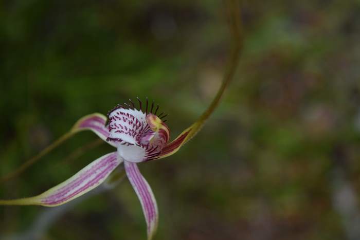 Caladenia - Orchid-spider-0036.JPG